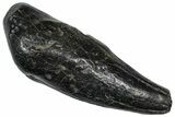 Fossil Sperm Whale (Scaldicetus) Tooth - South Carolina #374154-1